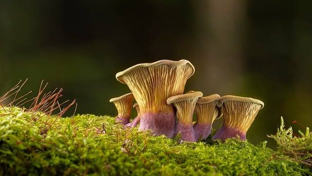 Free Mushrooms Forest photo and picture