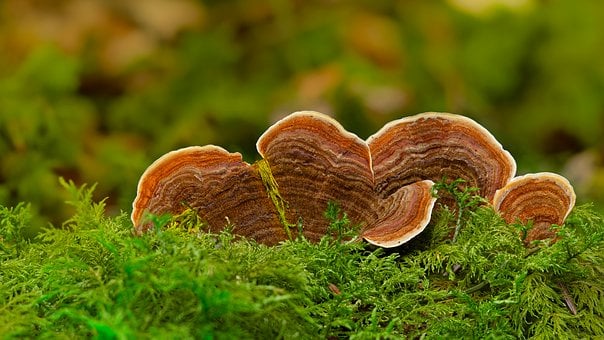 Free Mushroom Forest photo and picture