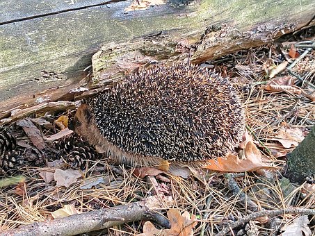 Igel, Natur, Wald, Blätter