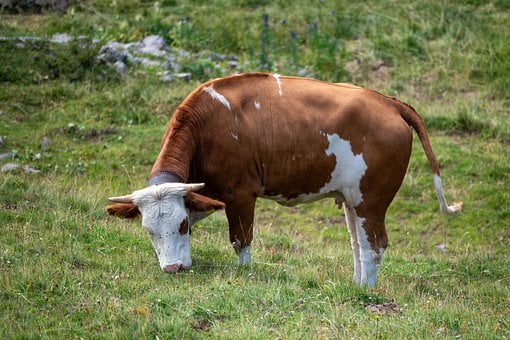 Free Cow Meadow photo and picture
