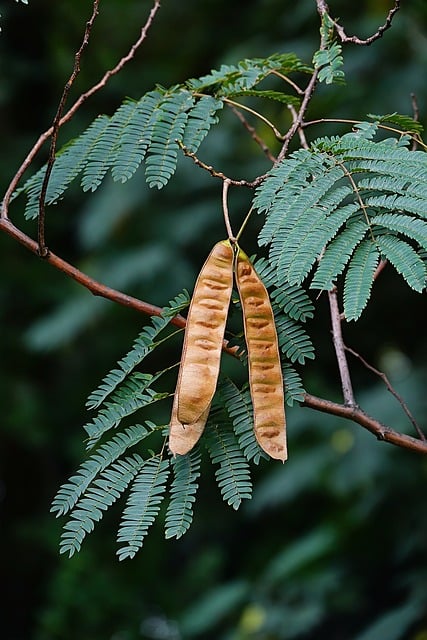 Mimosa, Plantă, Arbore, Frunze, Natură