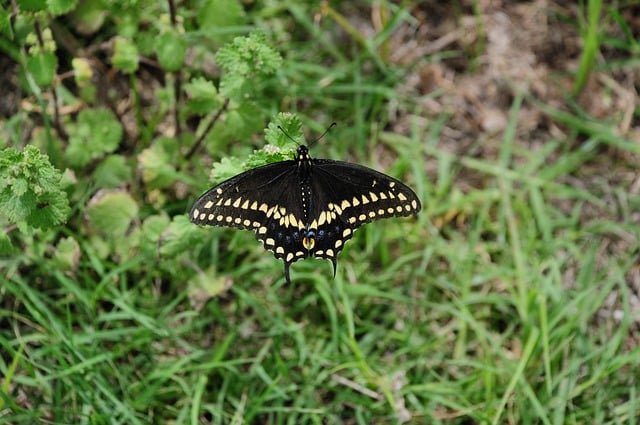 Free Butterfly Nature photo and picture