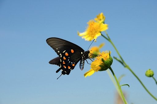 Borboleta, Verão, Natureza, Flor