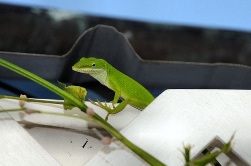 Lagarto, Animal, Natureza, Fauna, Verde