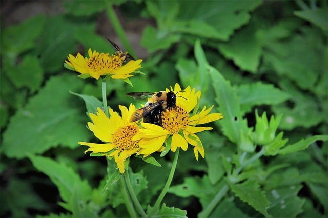 Free Bee Bumblebee photo and picture