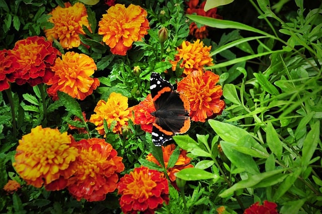 Free Butterfly Nature photo and picture
