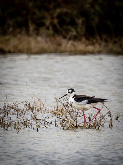 Vogel, Watvogel, Natur, Wildtiere