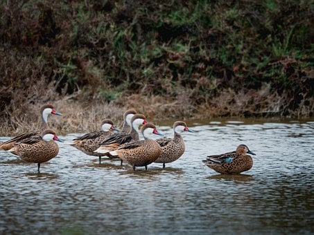 Ente, Natur, Wildtiere, Vogel, Federn