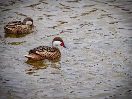Ente, Natur, Wildleben, Vogel, Erpel