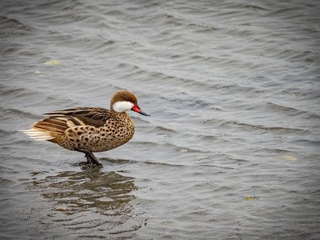 Ente, Natur, Wildtiere, Vögel, Federn