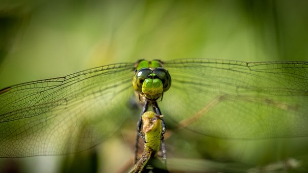 Libelle, Natur, Flügel, Makro, Garten