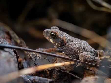 Frosch, Natur, Tier, Wildtiere, Amphibie
