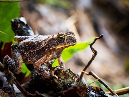 Frosch, Natur, Tier, Wildtiere, Amphibie