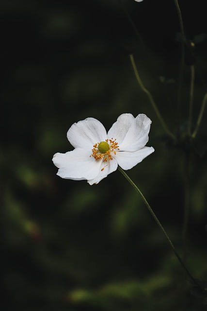 Blume, Weiße Blume, Natur, Wildblume