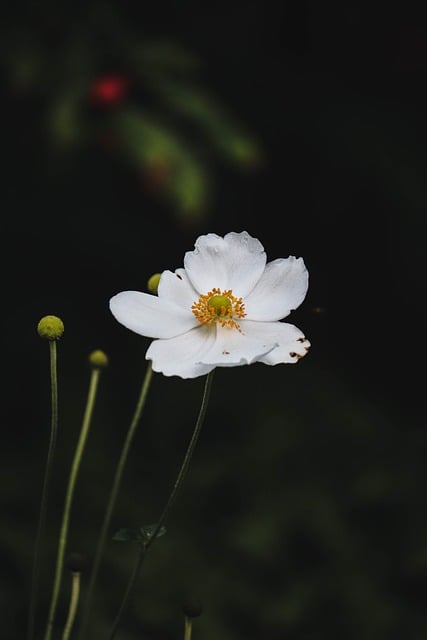 Blume, Weiß, Makro, Blüte, Natur, Detail