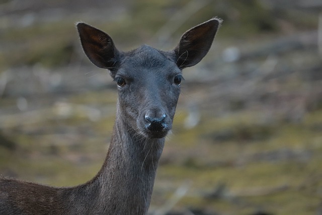 Hirsch, Natur, Säugetier, Hals, Wild