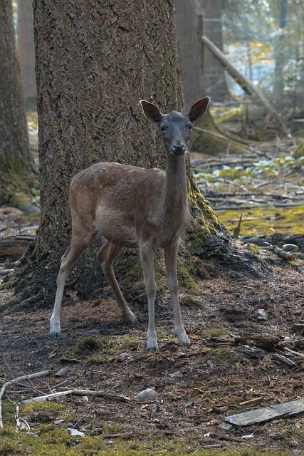 Hirsch, Wald, Wild, Natürlich, Säugetier