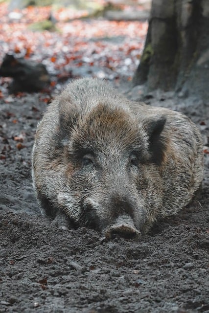 Wildschwein, Natur, Säugetier, Loch
