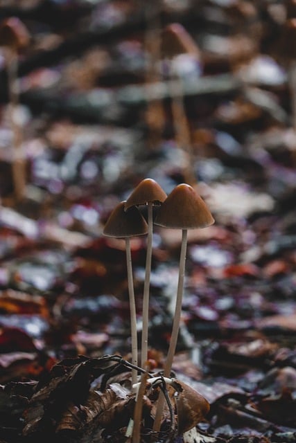 Natur, Pilz, Herbst, Wald, Boden, Pilze