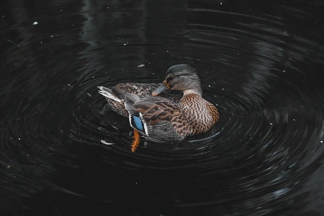 Ente, Wasser, Natur, Gefieder, Schwimmen