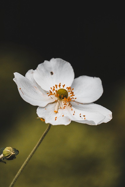 Anemone, Blume, Natur, Blütenblatt