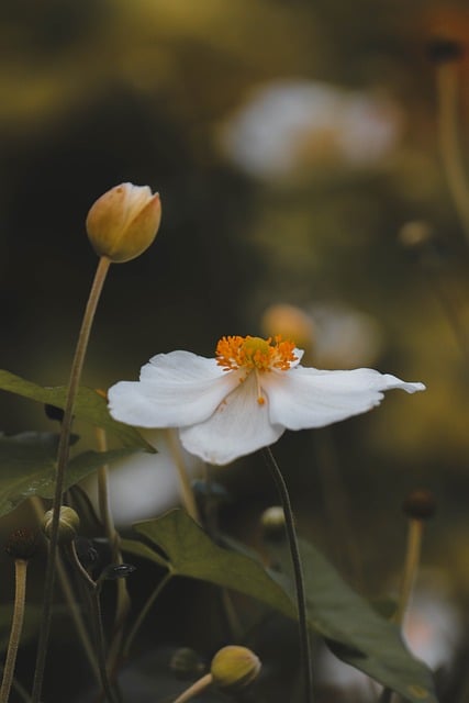 Anemone, Weiße Blume, Blütenblatt