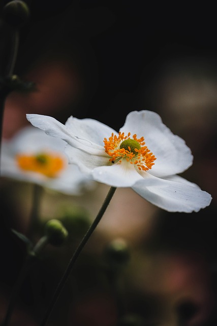 Anemone, Blume, Weiße Blütenblätter