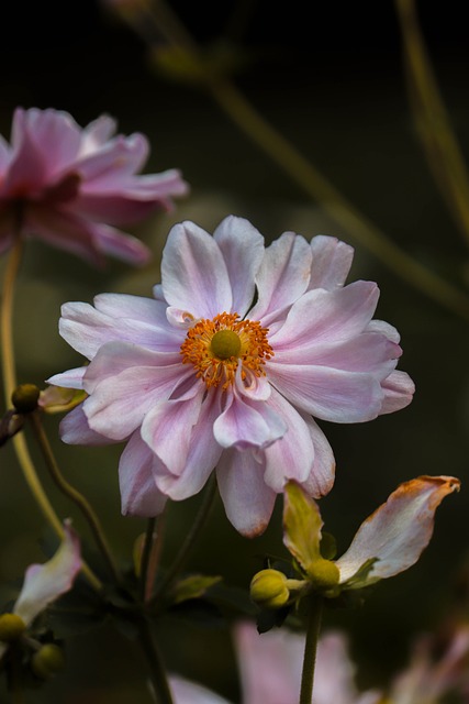 Anemone, Blume, Natur, Blütenblätter