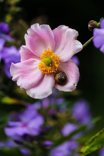 Blume, Schnecke, Rosa, Anemone, Natur