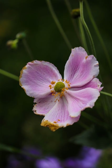 Pinke Blume, Anemone, Natur, Gartenblume