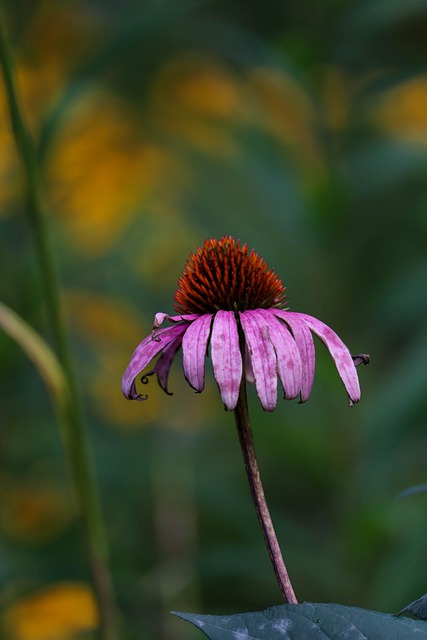 Blume, Echinacea, Natur, Garten, Rosa