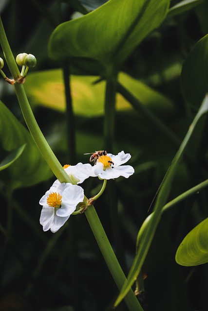 Biene, Blume, Natur, Weiße Blüten