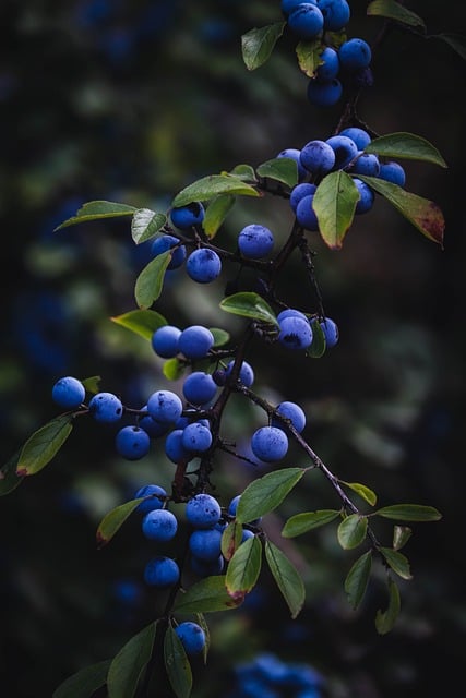 Beeren, Blaue Beeren, Natur, Herbst