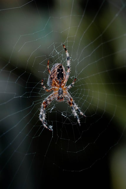 Kreuzspinne, Spinnennetz, Insekt
