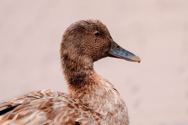 Ente, Natur, Vogel, Wasservogel