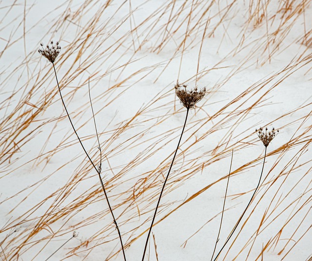 Free Natural Winter photo and picture