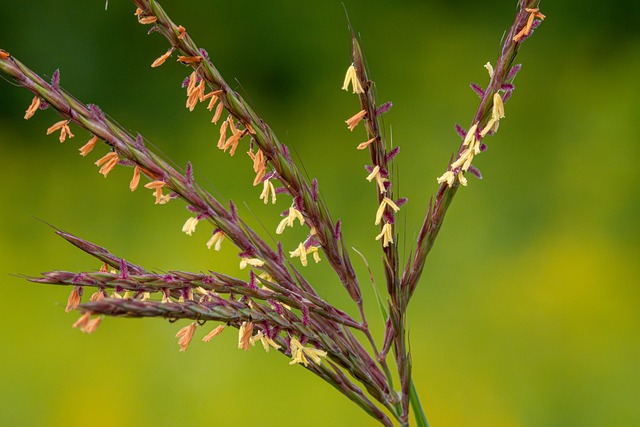 Free Andropogon Gerardii Big Bluestem photo and picture
