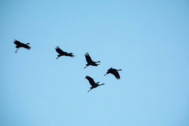 Free Birds Cranes photo and picture