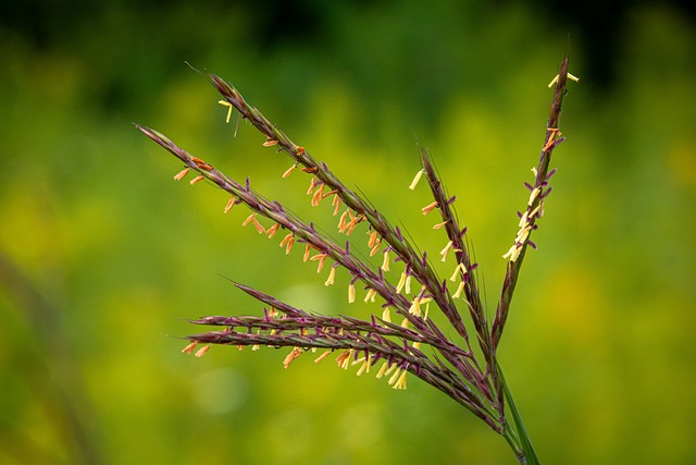 Free Andropogon Gerardii Big Bluestem photo and picture