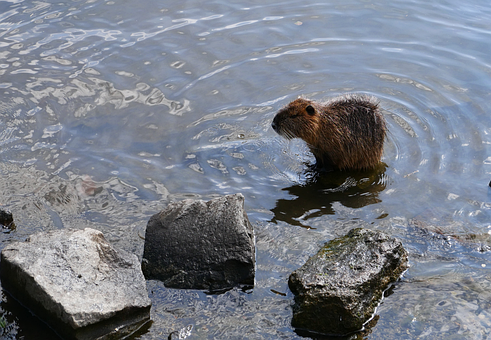 Free Coypu Water photo and picture
