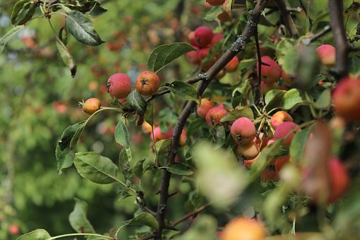 Free Fruit Crab Apple photo and picture