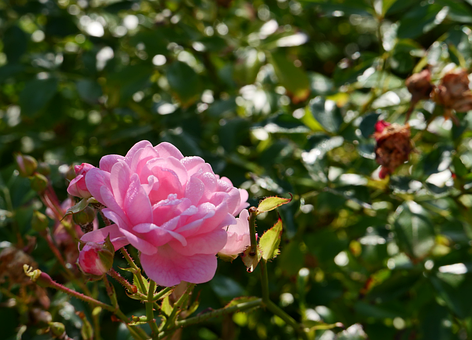 Free Rose Water Drops photo and picture