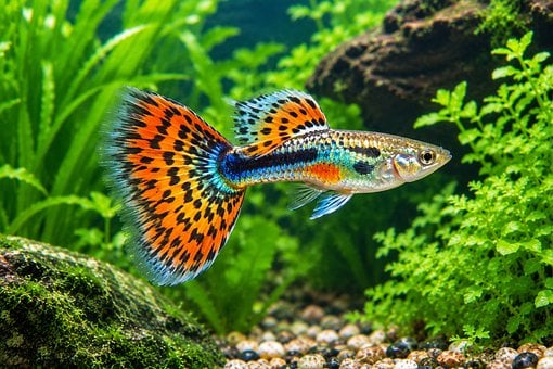 Free Guppy Aquarium photo and picture