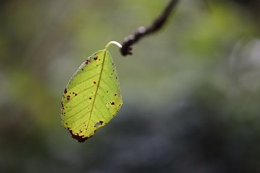 Лист, Сушка, Природа, Осень, Боке, Ветка