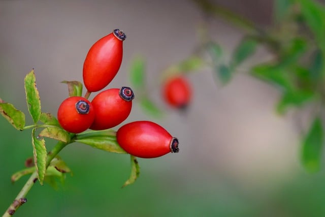 Free Rosehip Red photo and picture