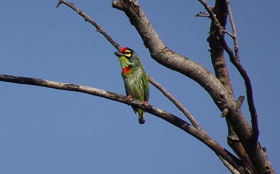 Fugl, Barbet, Koppersmedbarbet