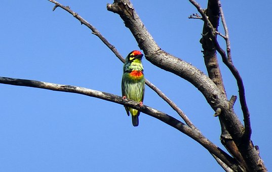 Fugl, Barbet, Kobbersmed, Karminbrystet