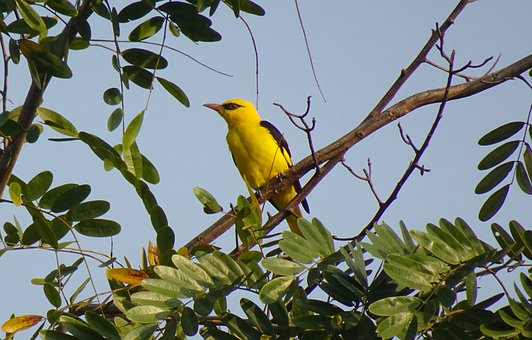 Indisk Gylden Oriole, Fugl, Han, Avian