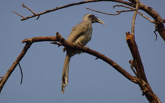 Fugl, Hornbill, Indisk, Grå, Mand