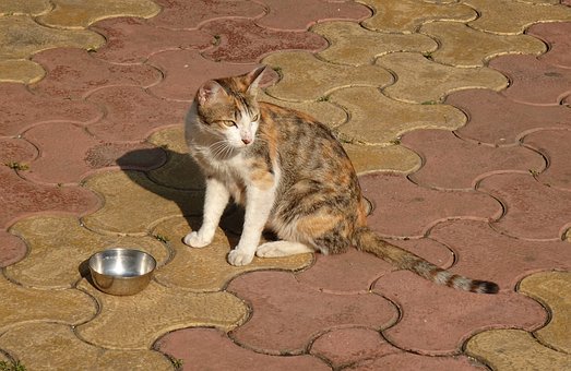 Kat, Calico, Huskat, Pattedyr, Felin